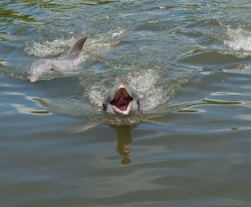 Uncle Ernie's Panama City Dolphin Tours