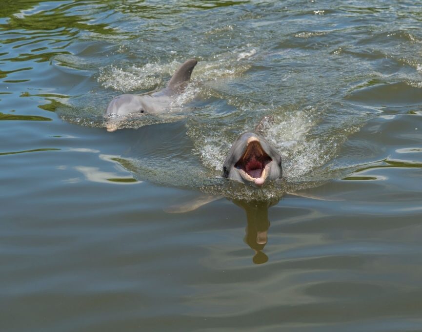 Upper Grand Lagoon Dolphin Tours