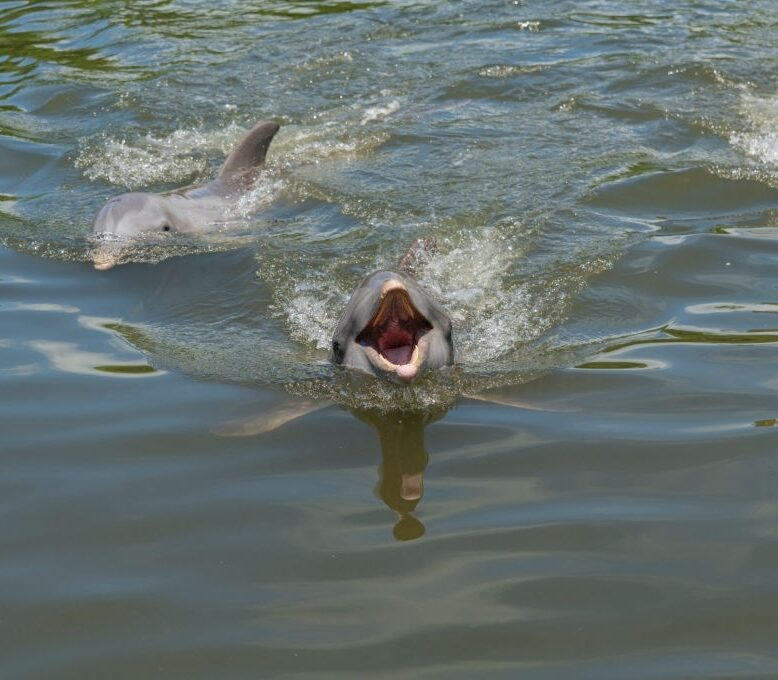 Seacrest Dolphin Tours