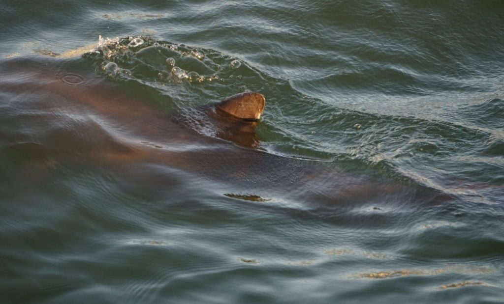 Sisters of the Sea Dolphin Tours