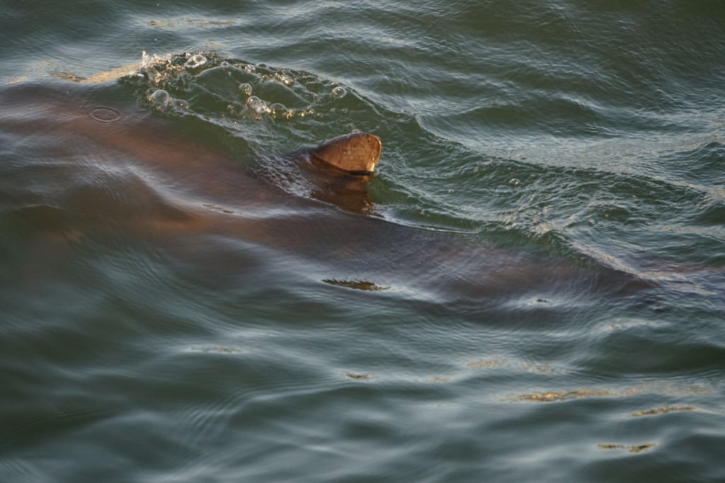 Beck Avenue Panama City Dolphin Tour