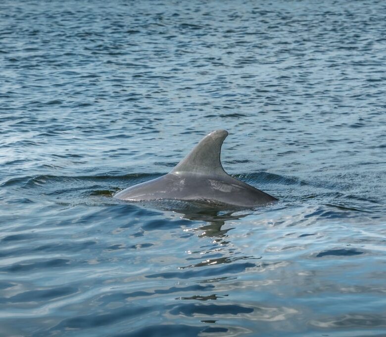 Seacrest Dolphin Tours