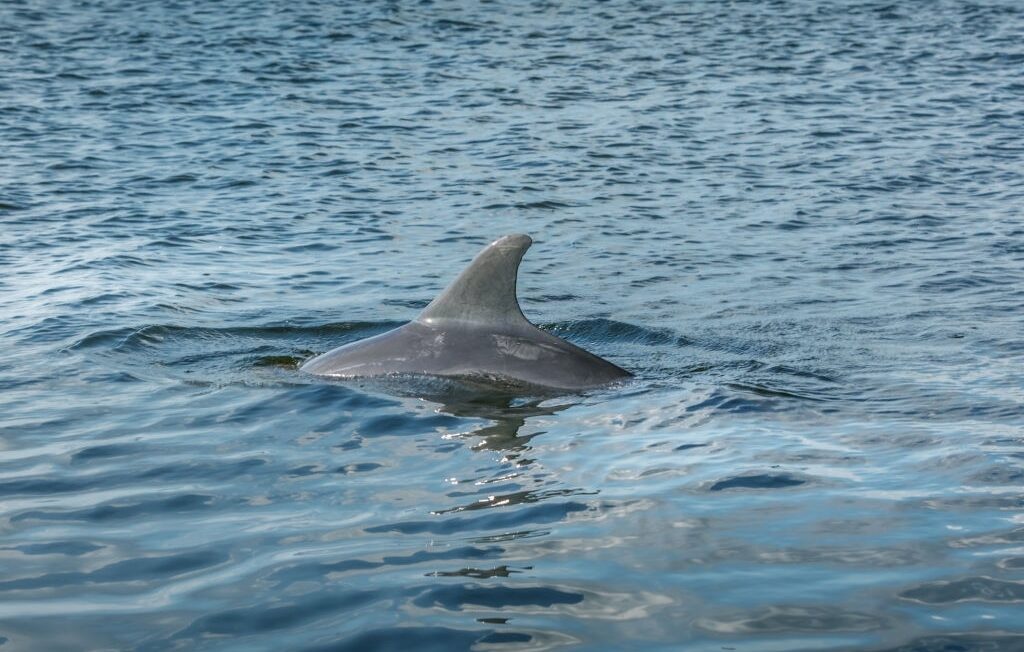 Upper Grand Lagoon Dolphin Tours