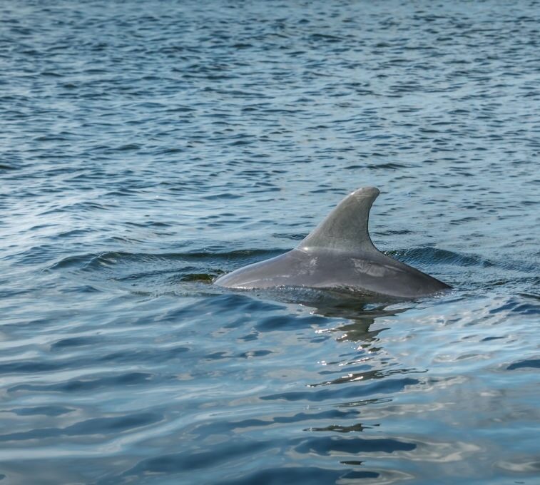 Bristol Harbor Marina Dolphin Tours