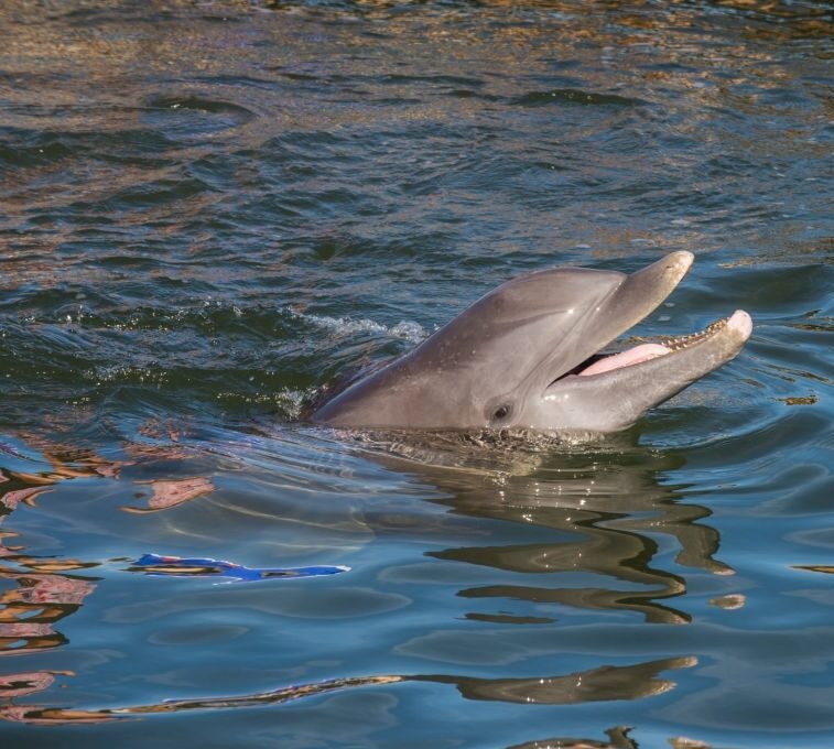 Bristol Harbor Marina Dolphin Tours