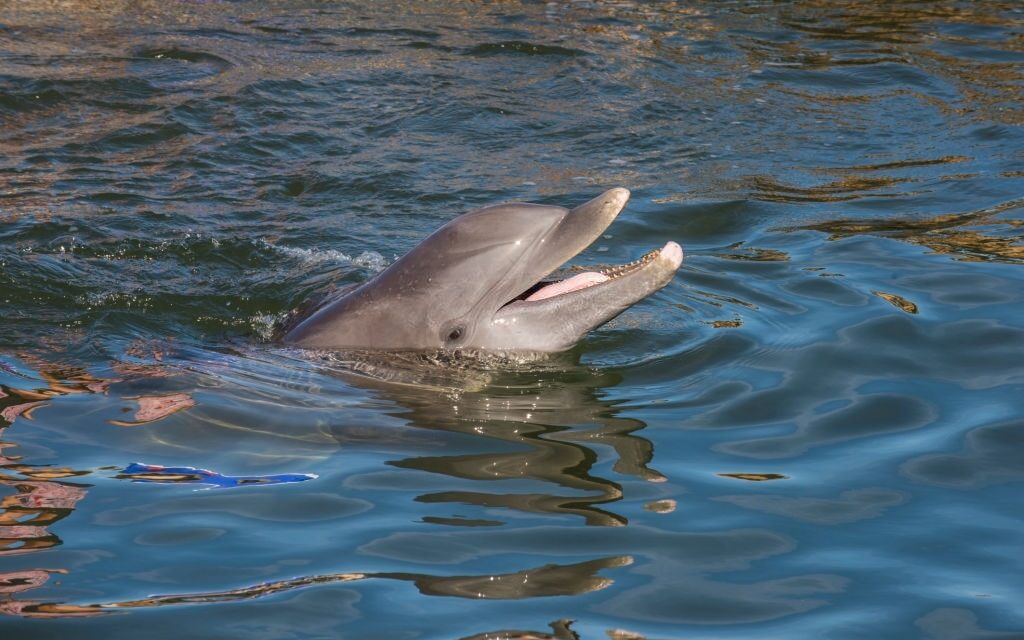 Seacrest Dolphin Tours