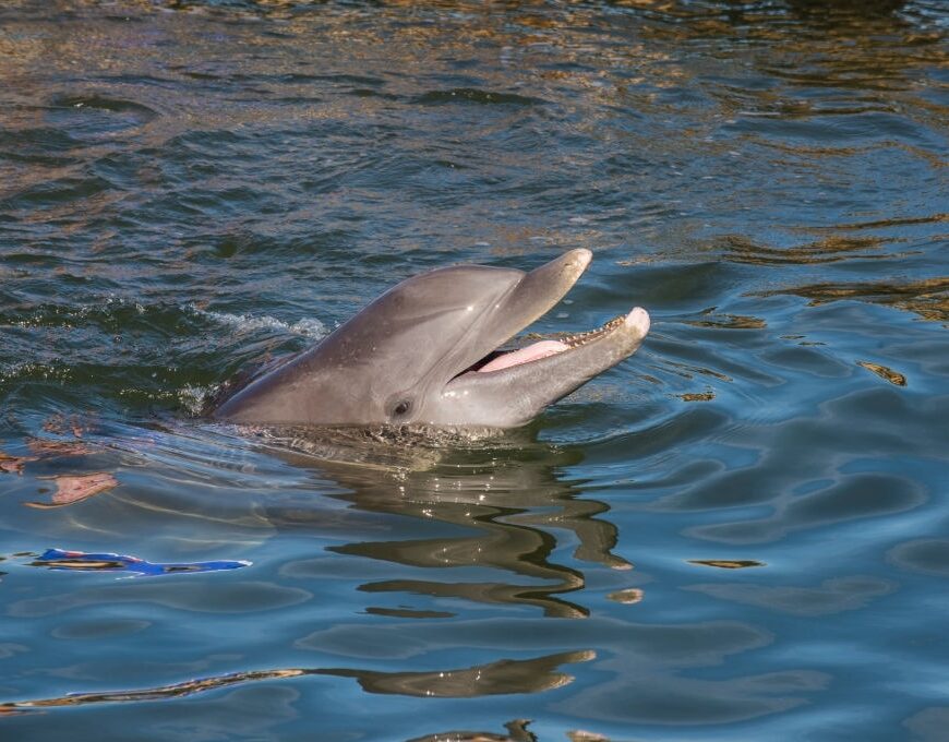 Uncle Ernie's Panama City Dolphin Tours