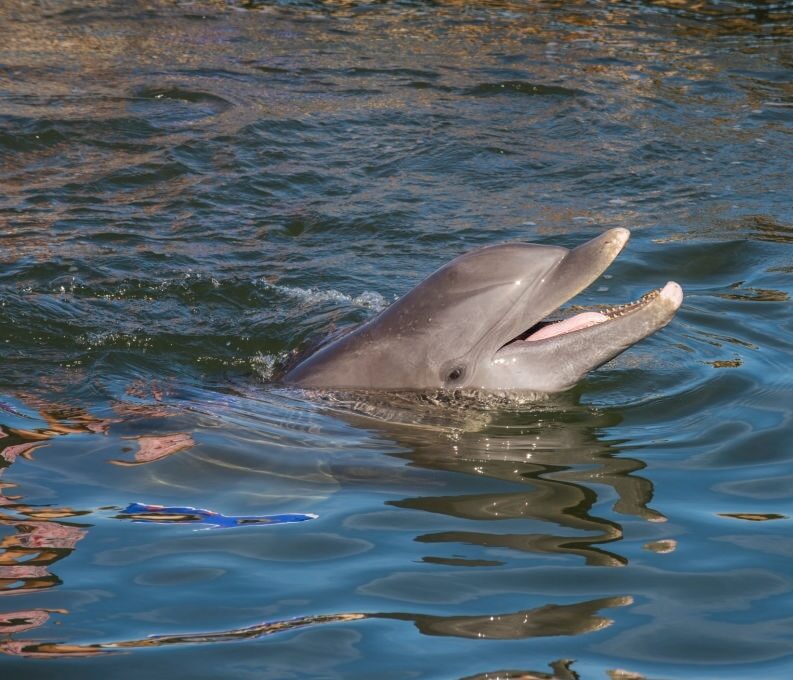 Alys Beach Florida Dolphin Tours