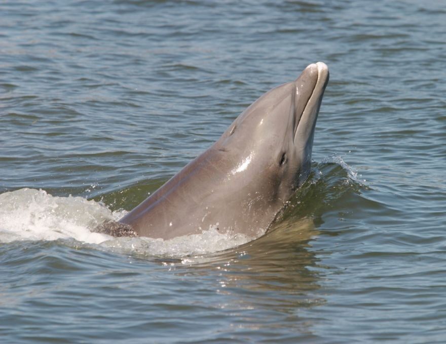 Upper Grand Lagoon Dolphin Tours