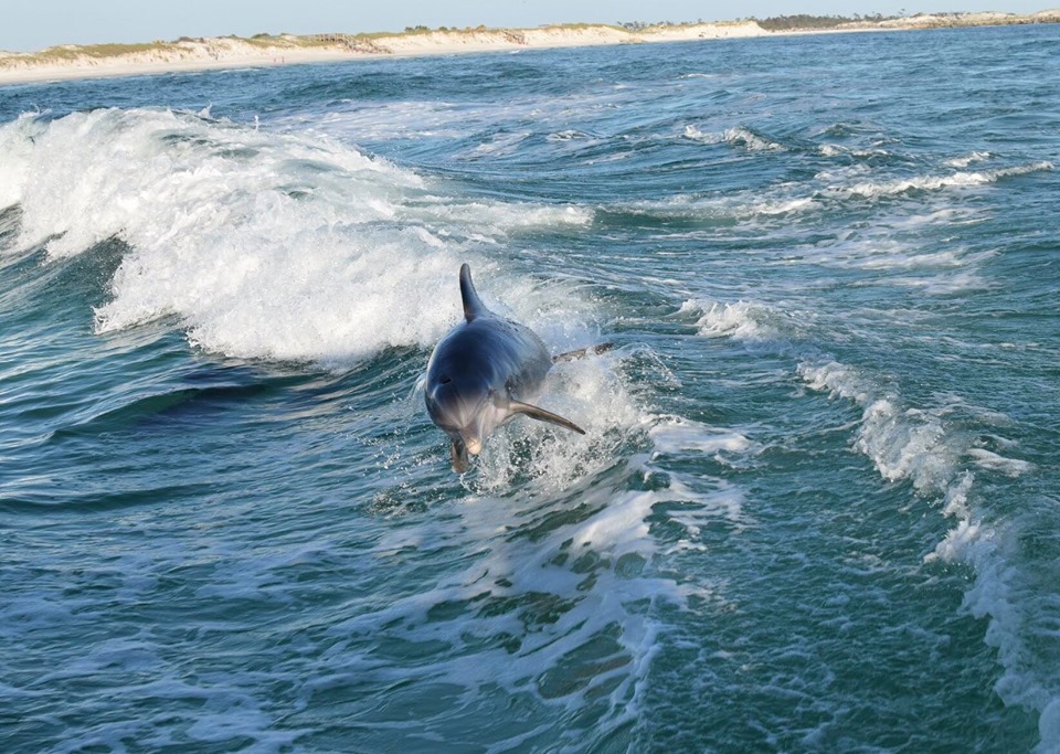 Sisters of the Sea Dolphin Tours