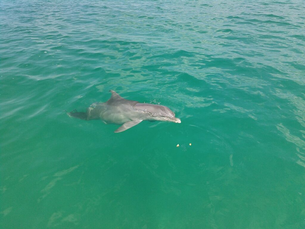 Captain Anderson's Marina Dolphin Tours