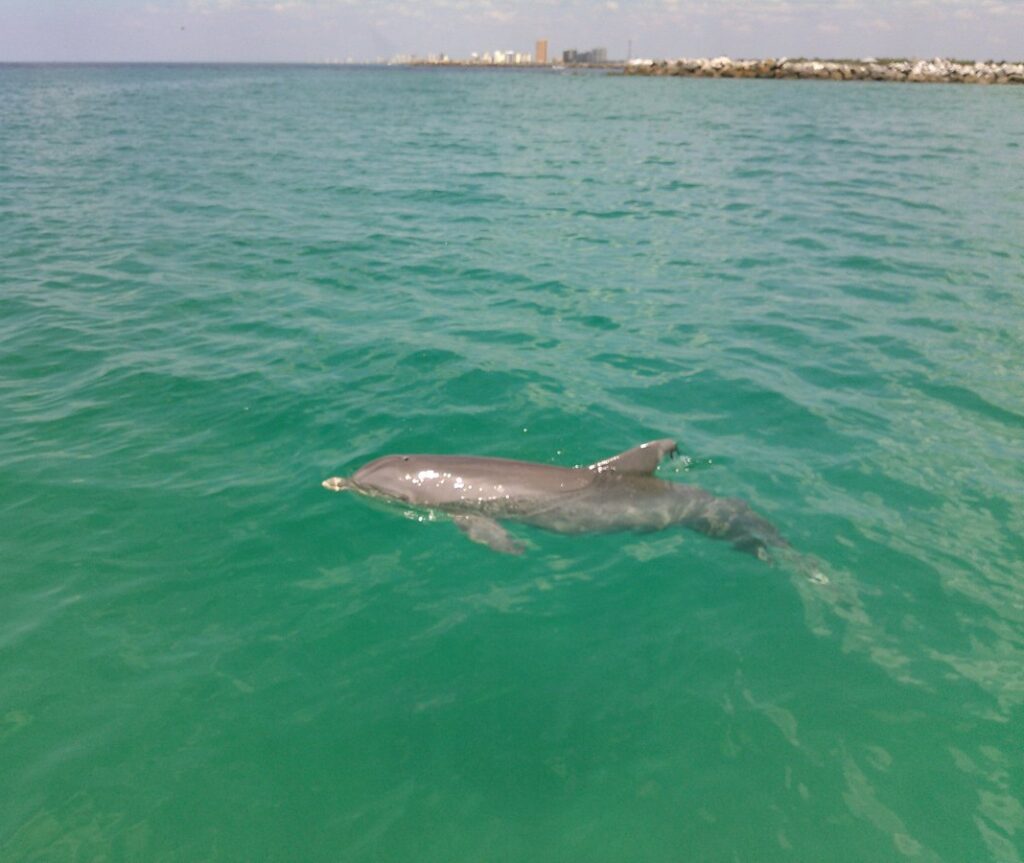 Captain Anderson's Marina Dolphin Tours