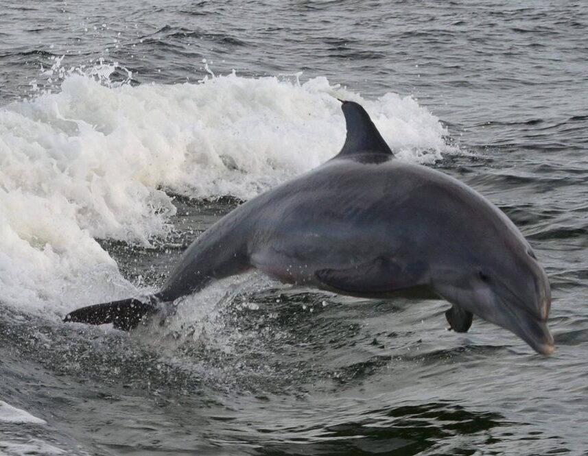 Laguna Beach Dolphin Tours