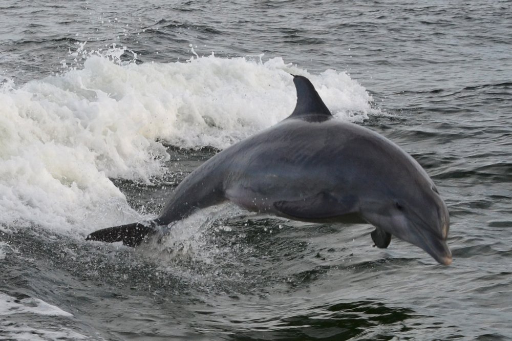 Sun Harbor Marina Dolphin Tours