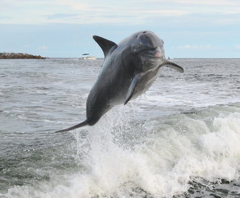 The Grand Marlin Dolphin Tours