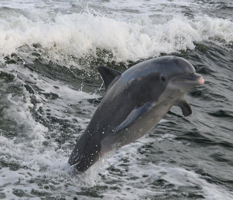 Inlet Beach Dolphin Tours