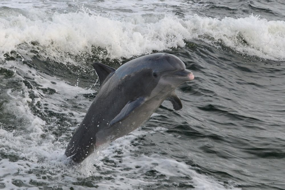 Panama City Marina Dolphin Tours