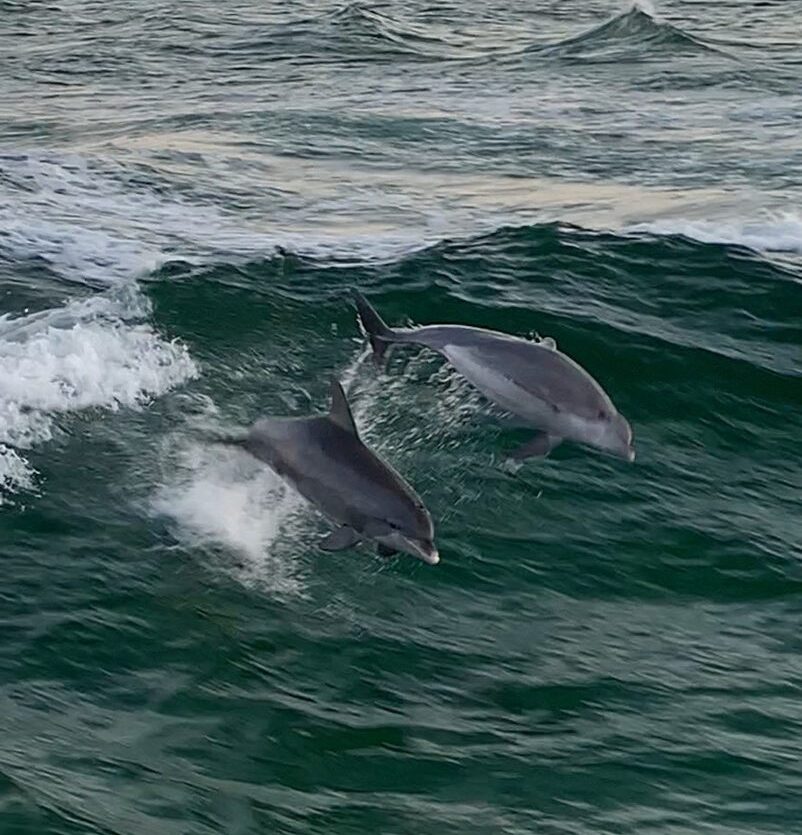 Sun Harbor Marina Dolphin Tours