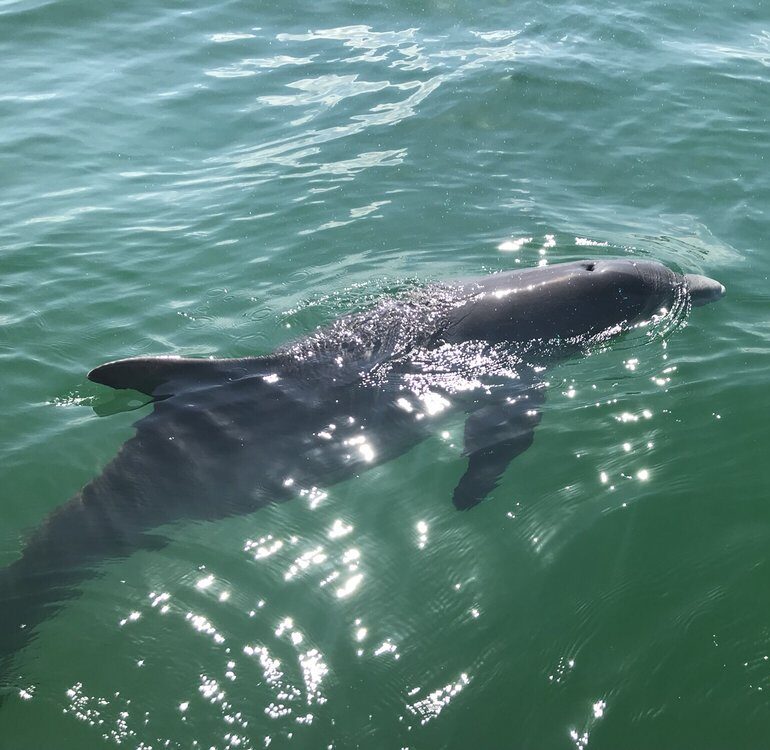 Lower Grand Lagoon Dolphin Tours