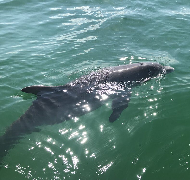 Carl Grey Park Dolphin Tours