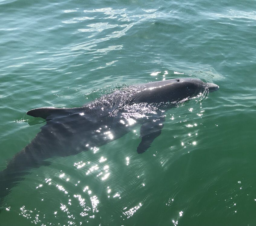 Historic St. Andrews Dolphin Tours