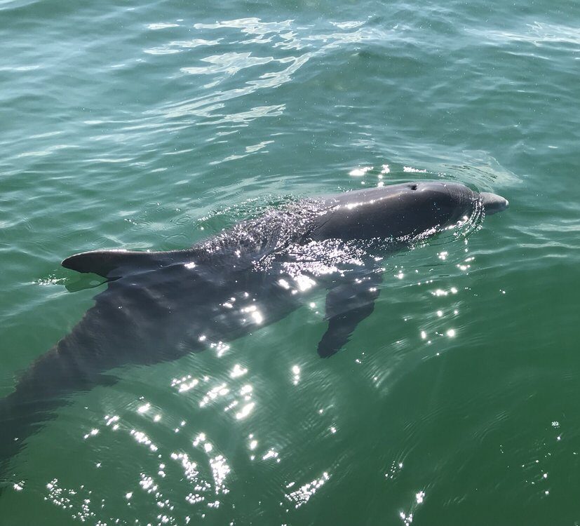 Inlet Beach Dolphin Tours