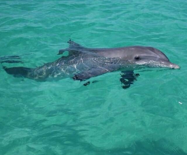 Carl Grey Park Dolphin Tours