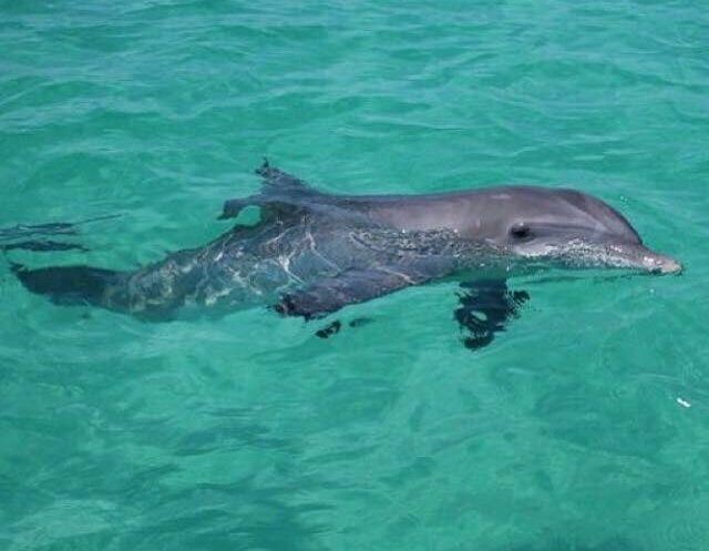 Laguna Beach Dolphin Tours