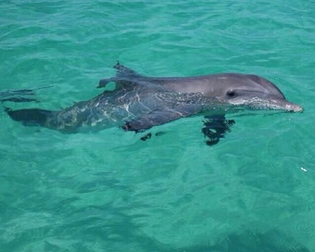 Panama City Marina Dolphin Tours