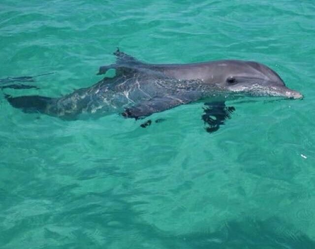 Sun Harbor Marina Dolphin Tours