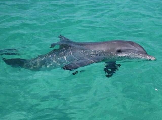 The Shrimp Boat Dolphin Tours