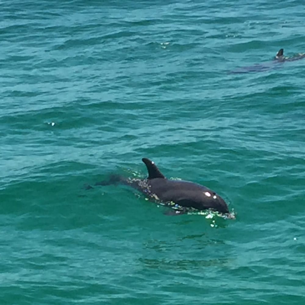 St Andrews Marina Dolphin Tours