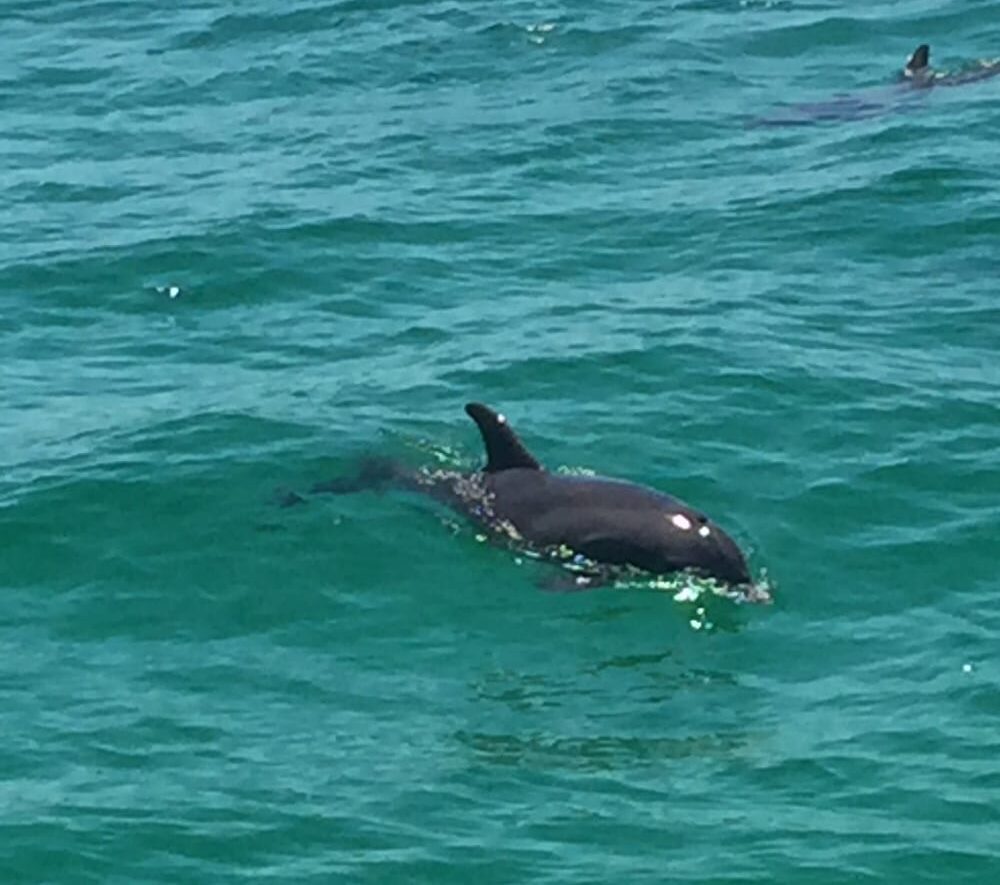 Panama City Marina Dolphin Tours