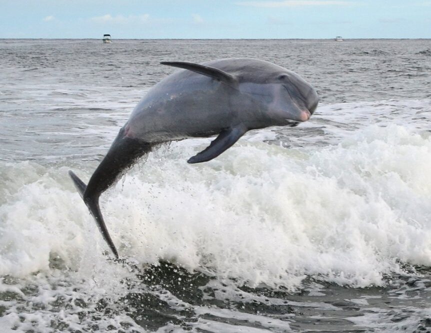 Historic St. Andrews Dolphin Tours