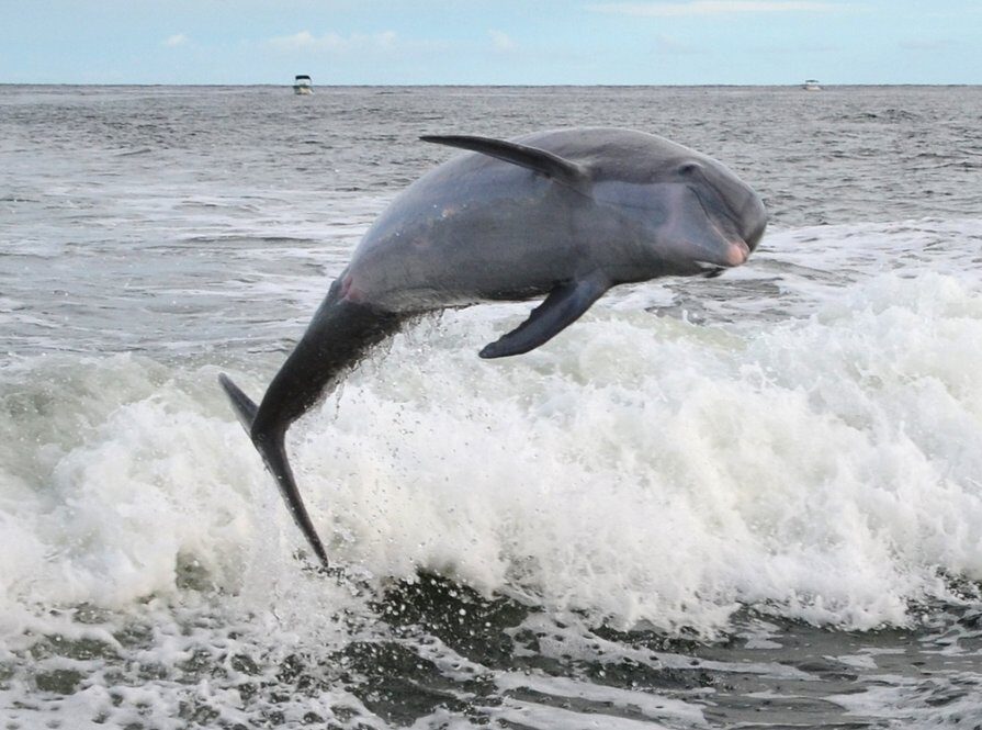 The Shrimp Boat Dolphin Tours