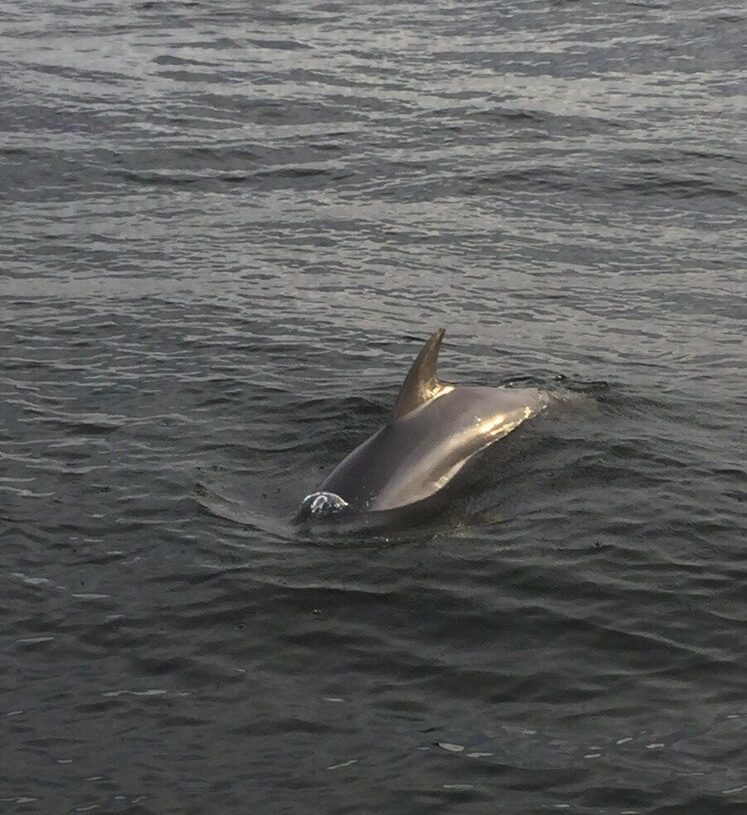 Laguna Beach Dolphin Tours