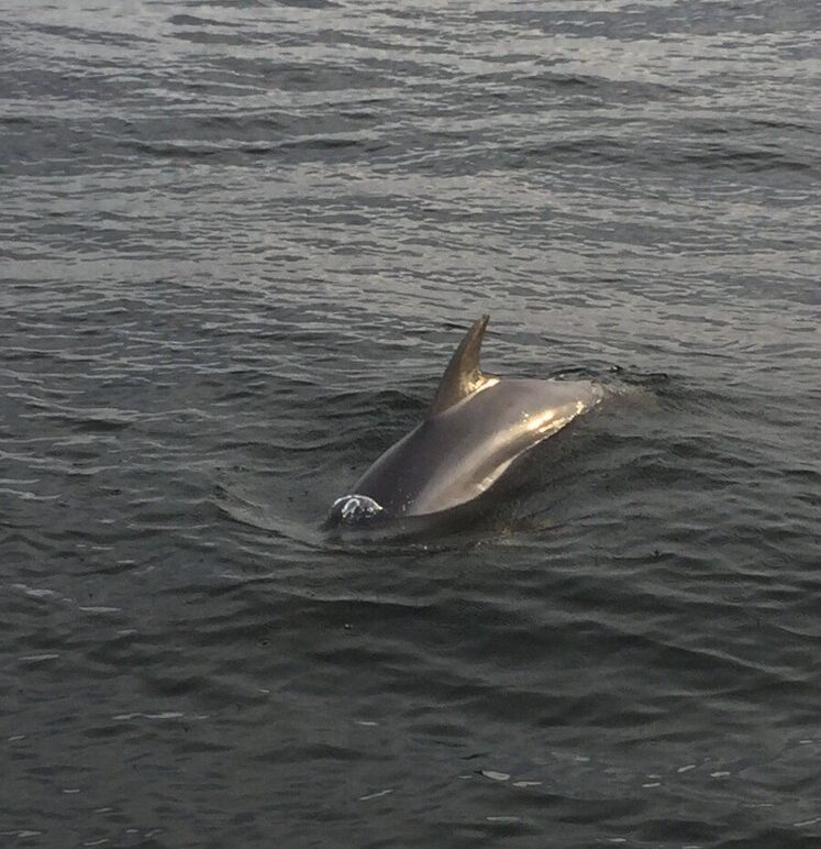 Rosemary Beach Dolphin Tours