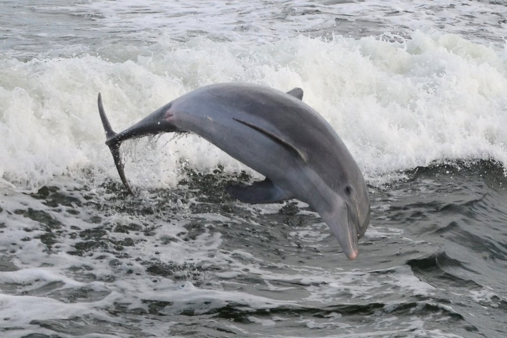 Papa Joe’s Bayside Dolphin Tours