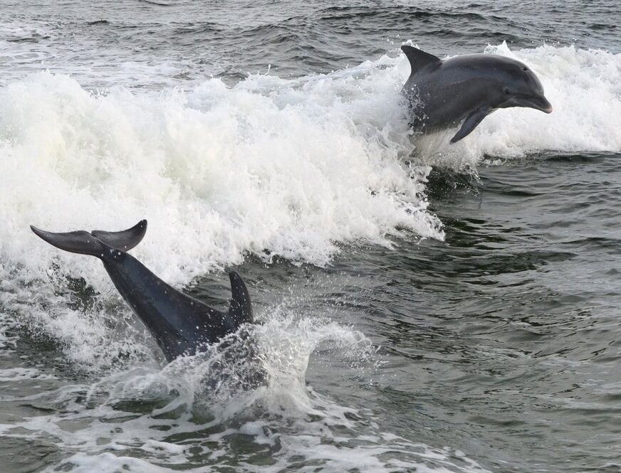 Rosemary Beach Dolphin Tours