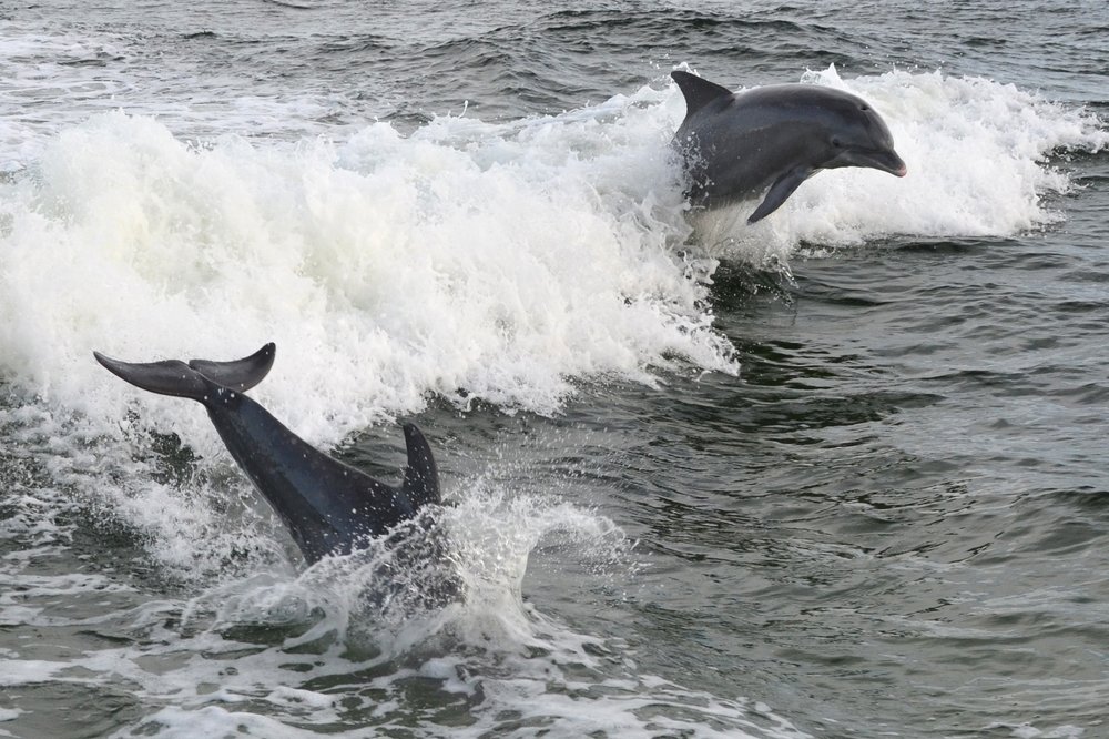 Venture Out Dolphin Tours