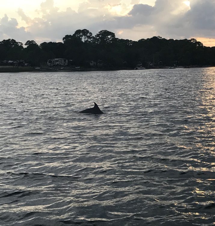 Lower Grand Lagoon Dolphin Tours