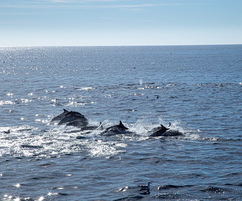 Panama City Dolphin Tours