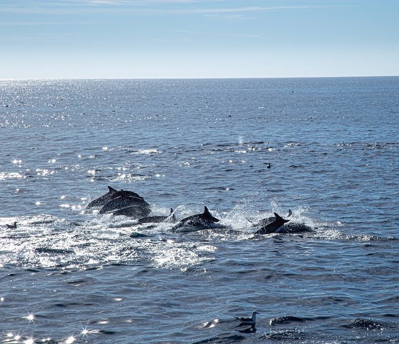 Panama City Beach Dolphin Tours