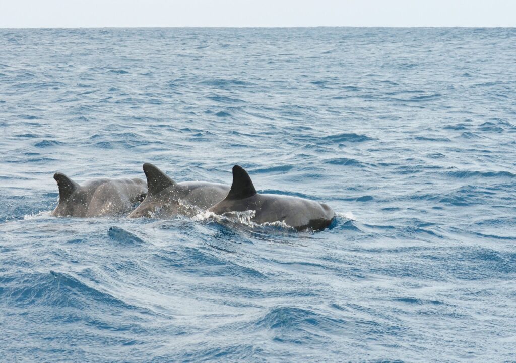 Upper Grand Lagoon Dolphin Tours