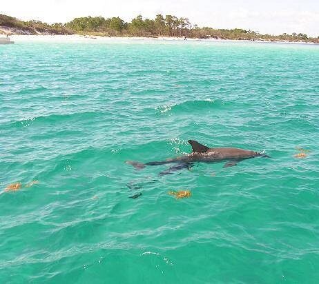 C.S.S Yacht Basin Dolphin Tours