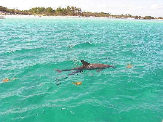 dolphin cruise rosemary beach