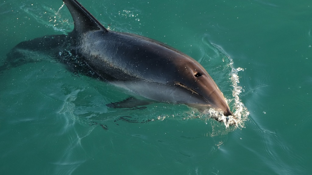 Papa Joe’s Bayside Dolphin Tours