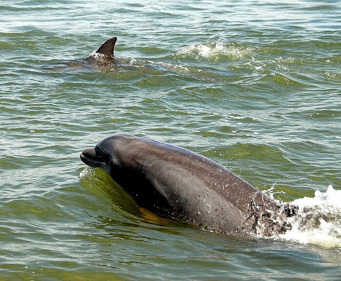 Dolphin Boat Ramp Dolphin Tours