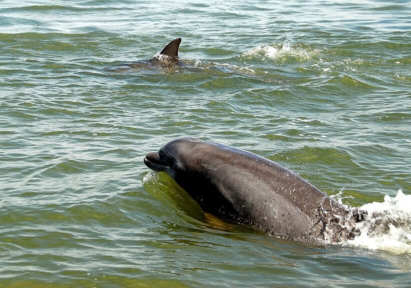 Historic St. Andrews Dolphin Tours