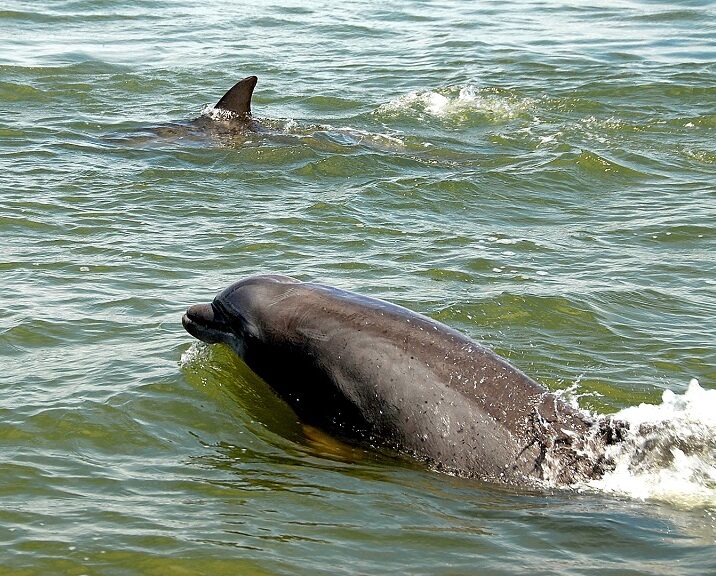 Panama City Dolphin Tours